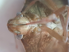 Nezara viridula