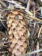 Mycena picta