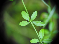 Galium palustre