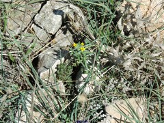 Alyssum montanum