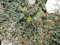 Alyssum montanum