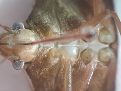Nezara viridula