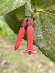Macleania rotundifolia