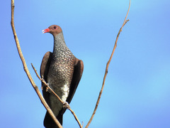 Patagioenas speciosa