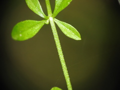 Galium palustre