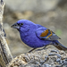 Blue Grosbeak - Photo (c) jimangelo, some rights reserved (CC BY-NC)
