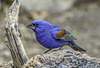 Blue Grosbeak - Photo (c) jimangelo, some rights reserved (CC BY-NC)