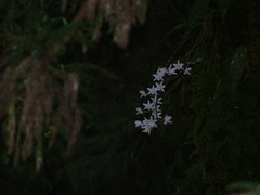 Dendrobium moniliforme