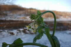 Brassiceae