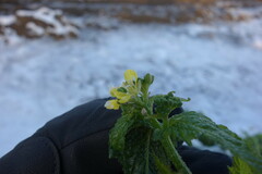 Brassiceae