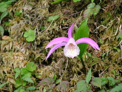 Pleione formosana