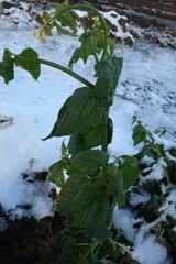 Brassiceae