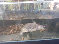 Carettochelys insculpta