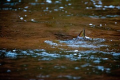 Salmo salar