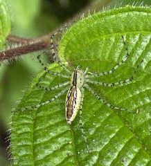 Peucetia rubrolineata