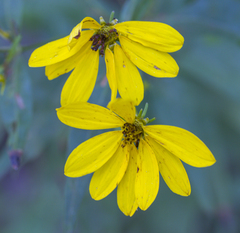 Coreopsis major