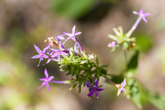 Pentas lanceolata