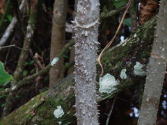 Montrichardia arborescens