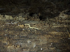 Andrognathus corticarius