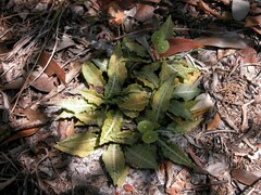 Euphorbia francoisii