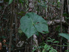 Montrichardia arborescens