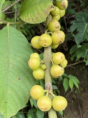 Siparunaceae