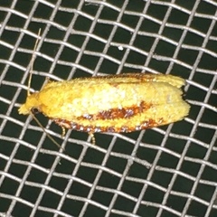 Sparganothis bistriata