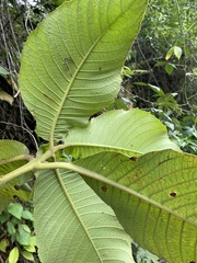Siparunaceae