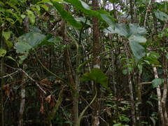 Montrichardia arborescens