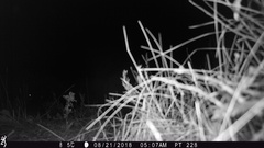 Lagomorpha