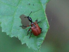 Apoderus coryli