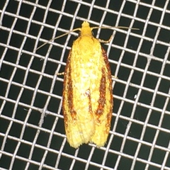 Sparganothis bistriata