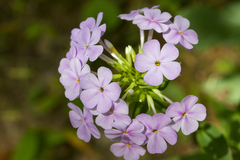 Phlox carolina