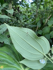 Miconia octona