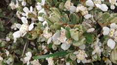 Spyridium coactilifolium