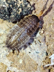 Proporcellio