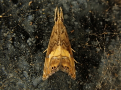 Glaucocharis chrysochyta