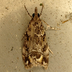 Eudonia minualis
