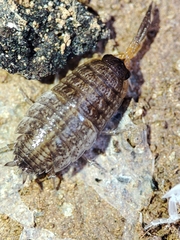 Proporcellio