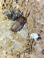 Proporcellio