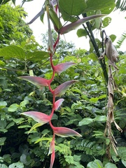 Heliconia chartacea