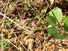 Pleurolobus gangeticus