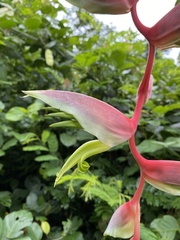 Heliconia chartacea