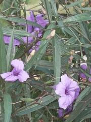 Ruellia
