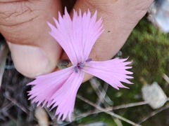 Dianthus lusitanus