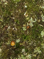 Mycena epipterygia