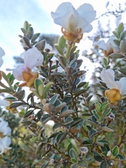 Podalyria myrtillifolia