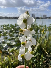Sagittaria lancifolia
