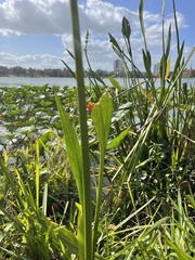 Sagittaria lancifolia