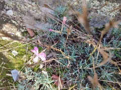 Dianthus lusitanus